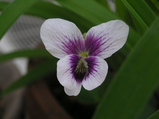 紅花パンダ