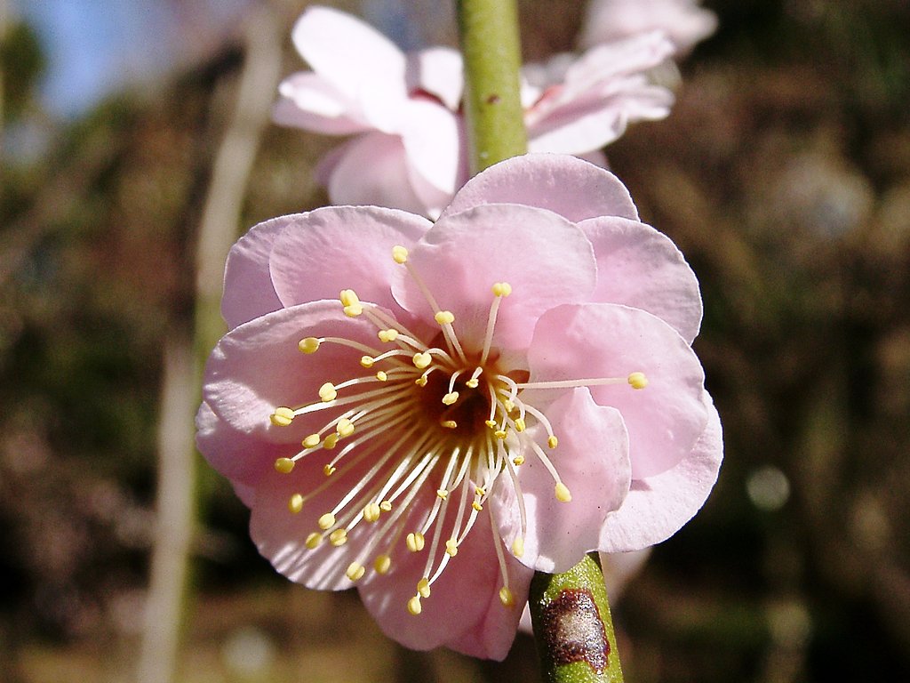 ★ウメの花くらべ-08 藤牡丹枝垂②