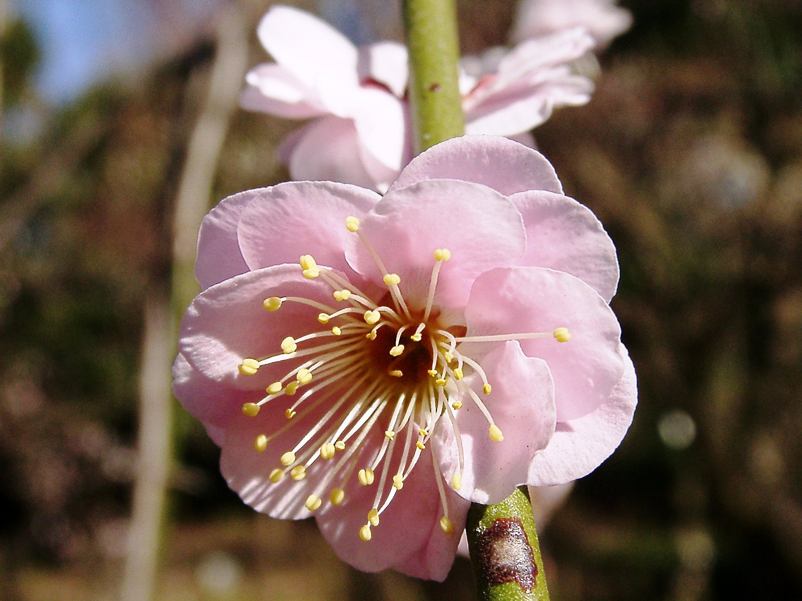 ★ウメの花くらべ-08 藤牡丹枝垂②
