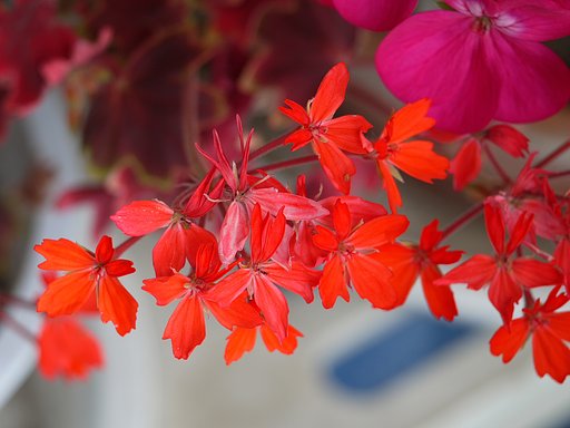 朱色の花