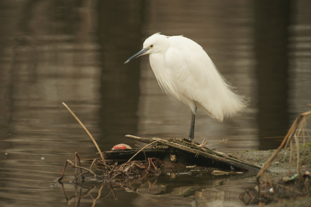 SIGMA MIRROR-TELEPHOTO MULTI-COATED 1:8 f=600mm