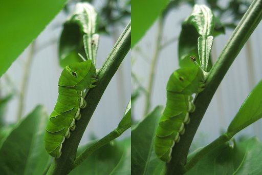 ナミアゲハの幼虫と