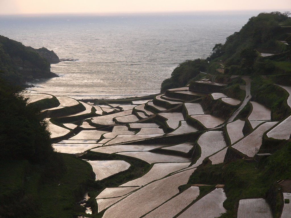 棚田