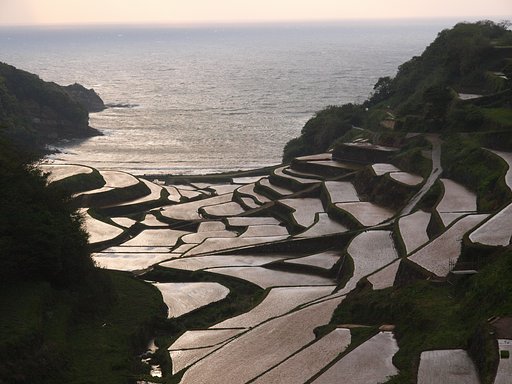 棚田