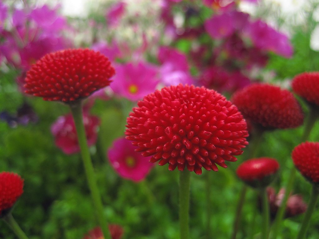 デージーの咲く花壇