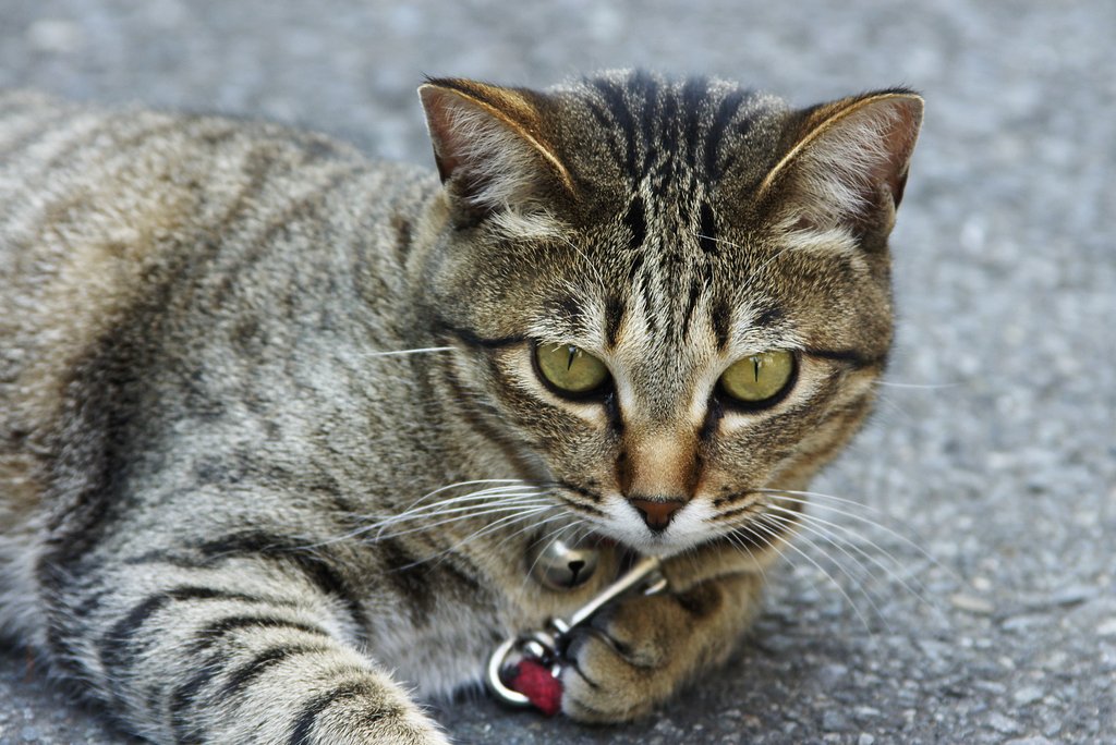 I am only a cat!