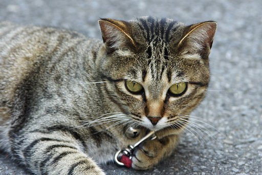 I am only a cat!