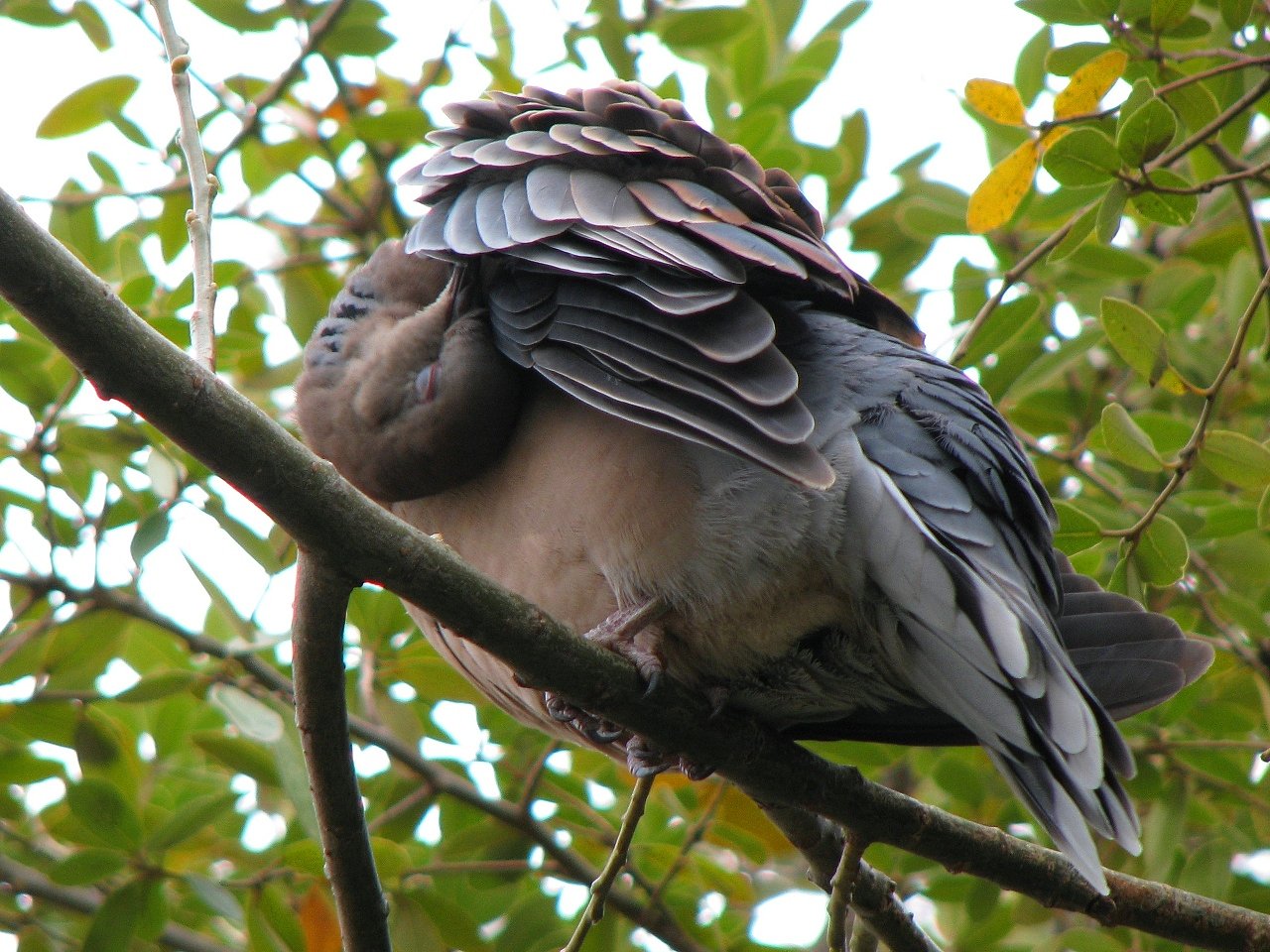 カイーーノ・キジバト