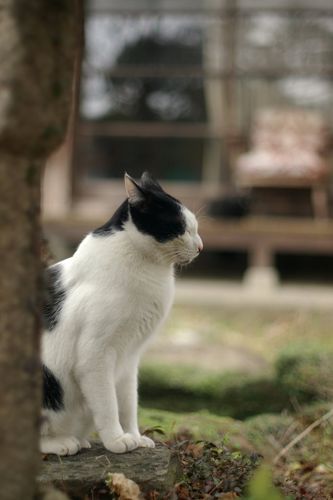 ササマです