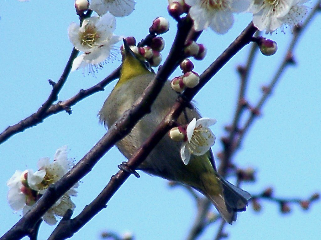 ★ウメの花くらべ-14 白加賀とメジロ