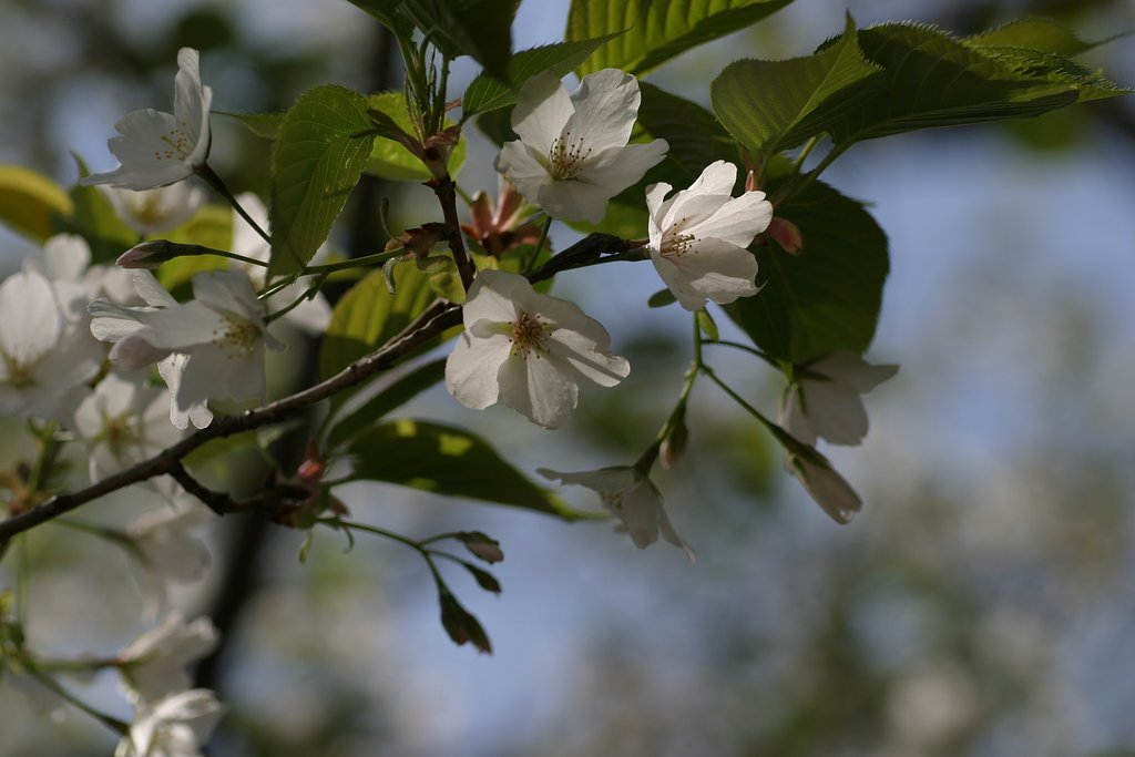 桜ももう