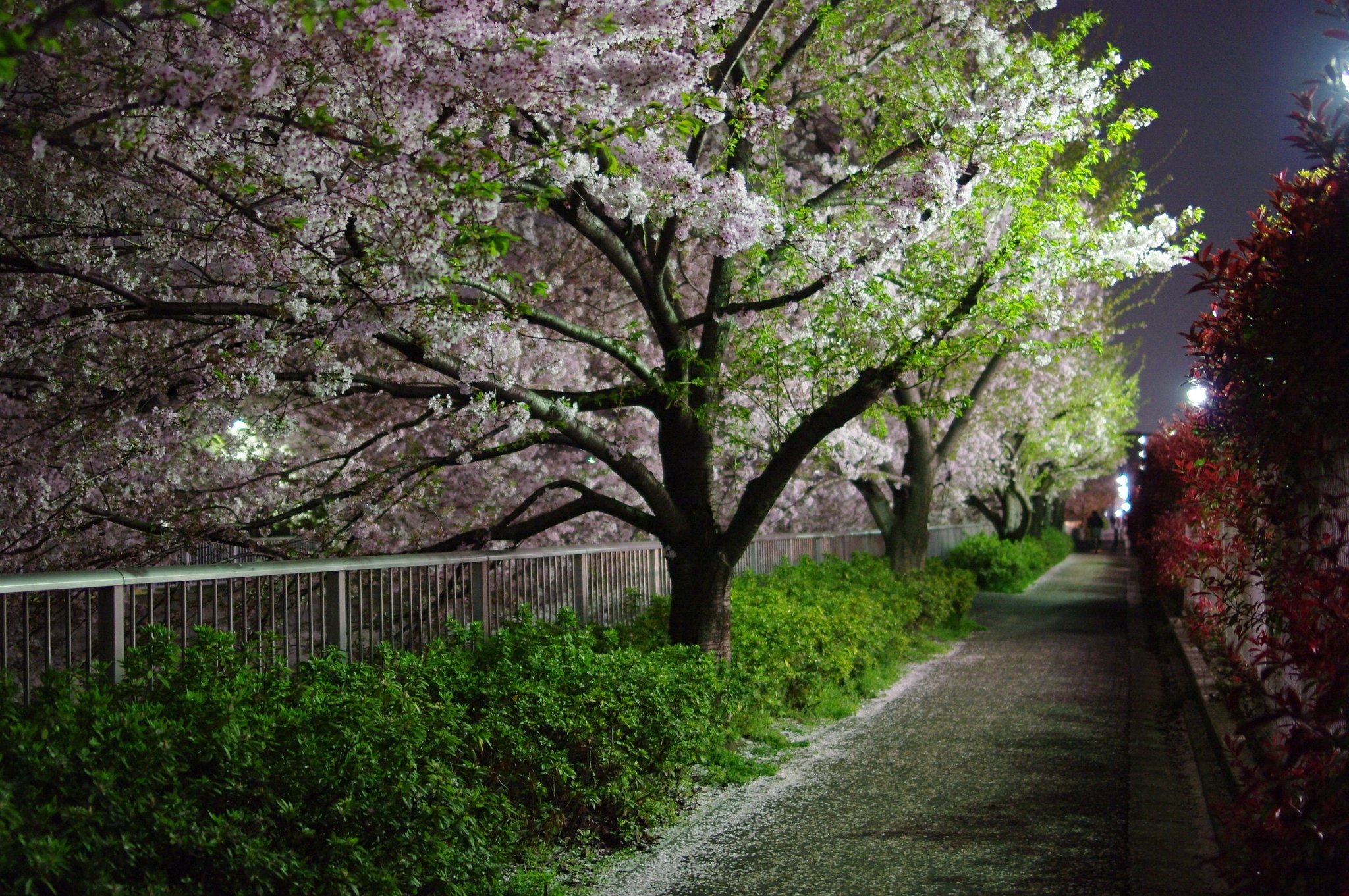 桜の帰り道