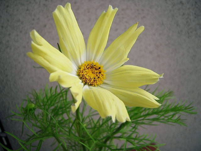 黄色のコスモス
