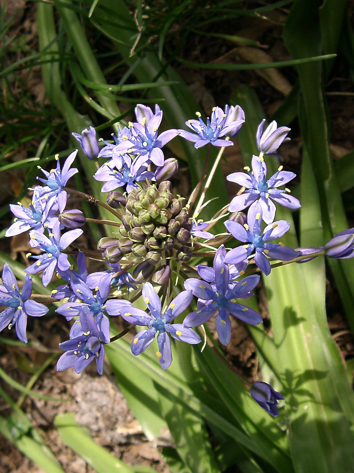 ●我が家の花② シラー