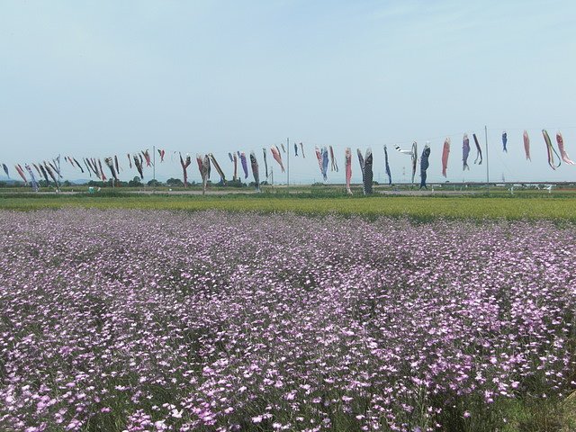 荒川の鯉のぼり