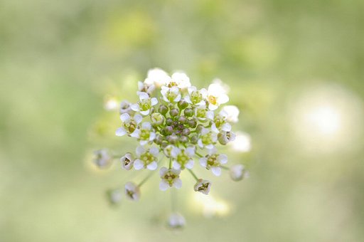 ＳＩＧＭＡ５０ｍｍマクロ習作１