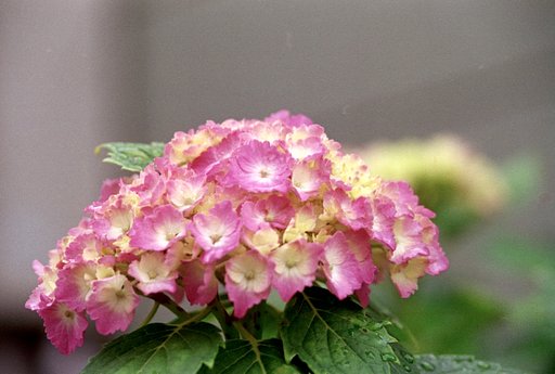 紫陽花　その２