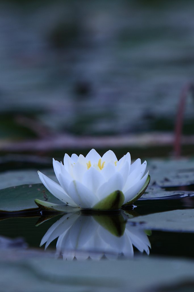 すいれん