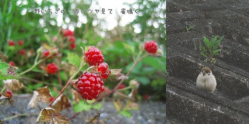 【写川柳】つぶつぶの野苺