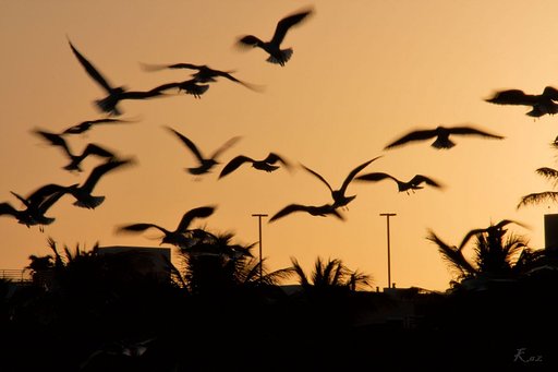 夕鴎