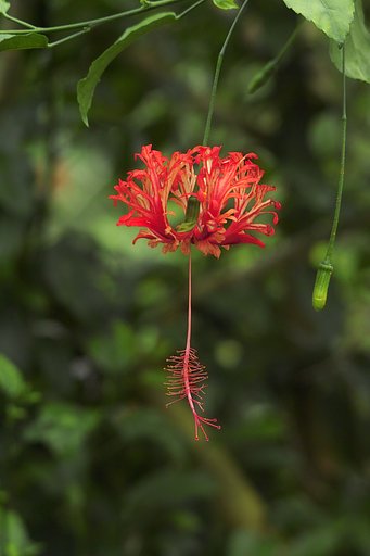 風鈴仏桑花