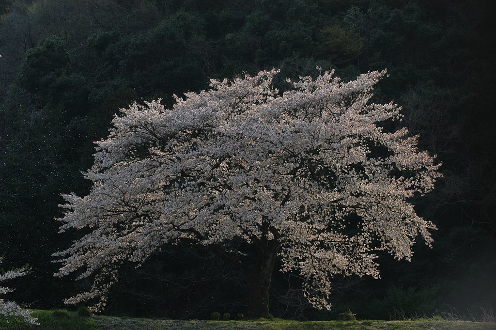 桜