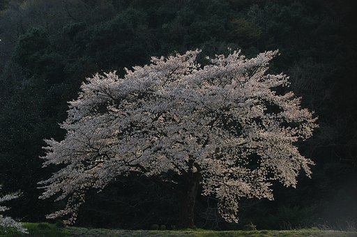桜