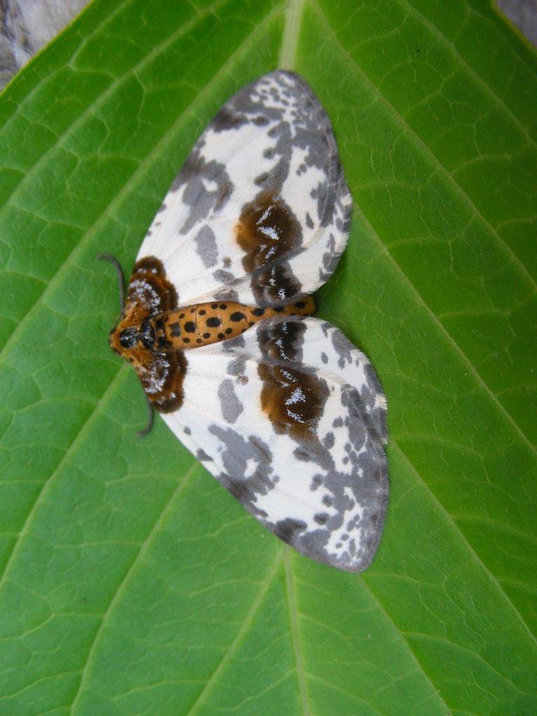 シャクガ