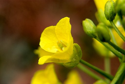 菜の花