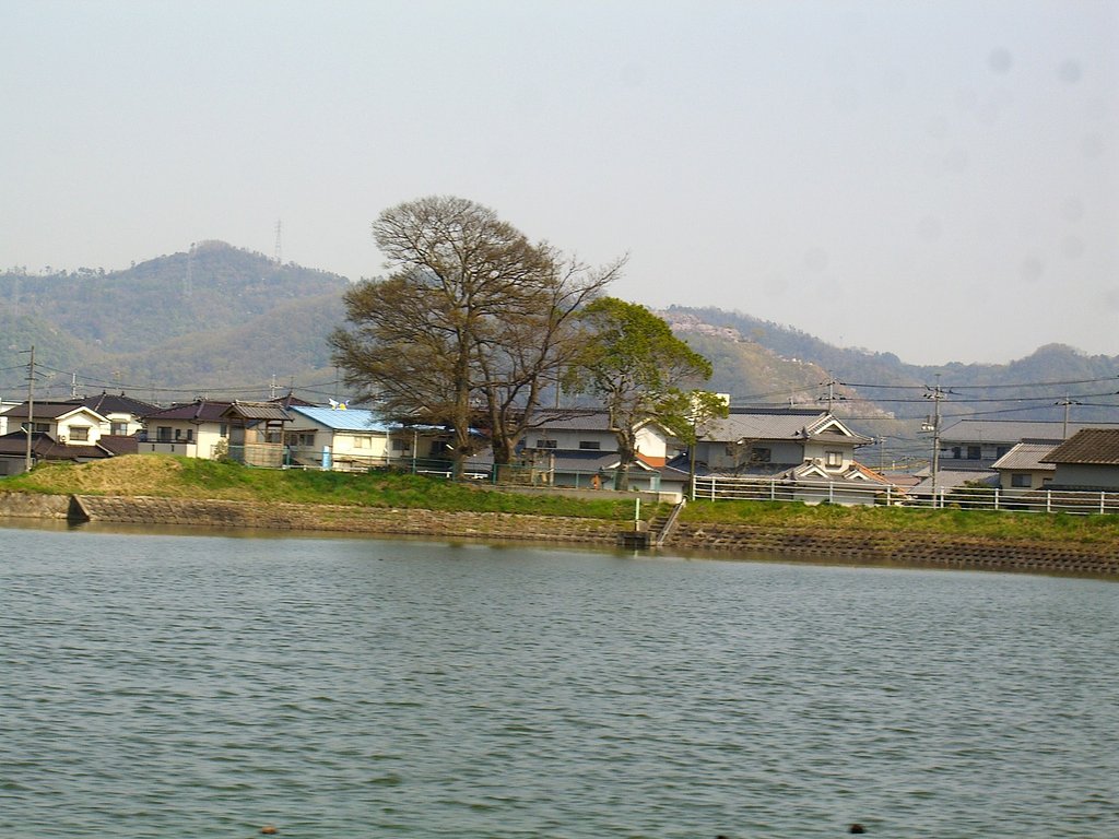 楠のある池辺