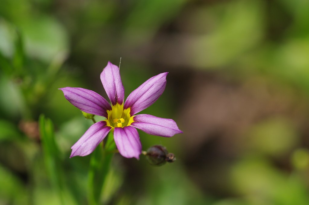 小さいけれど目立っていた花