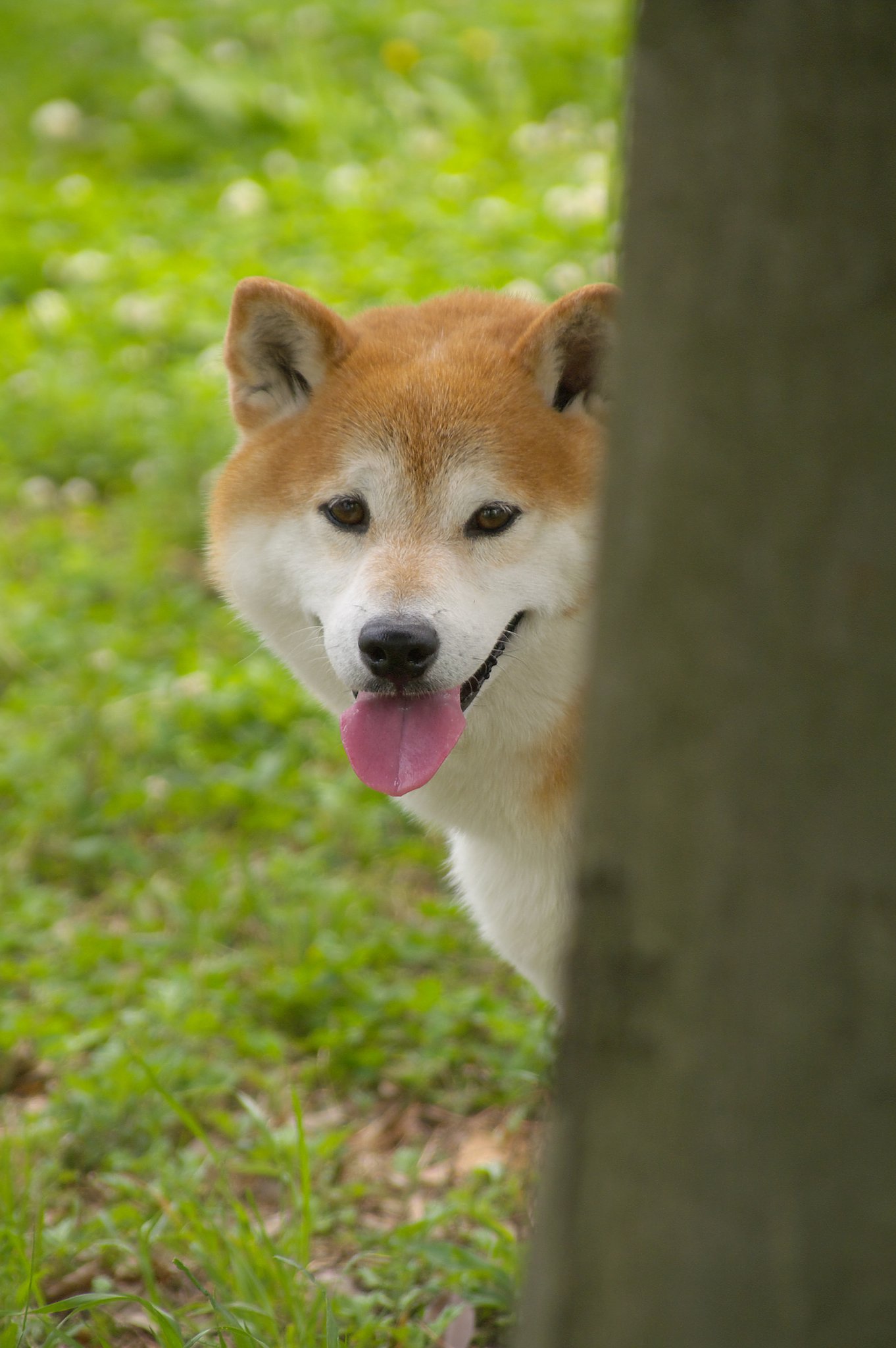 うちのカイちゃんからのお礼