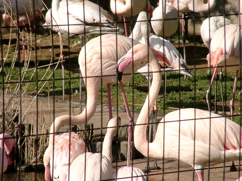 ◆冬の動物園から-46