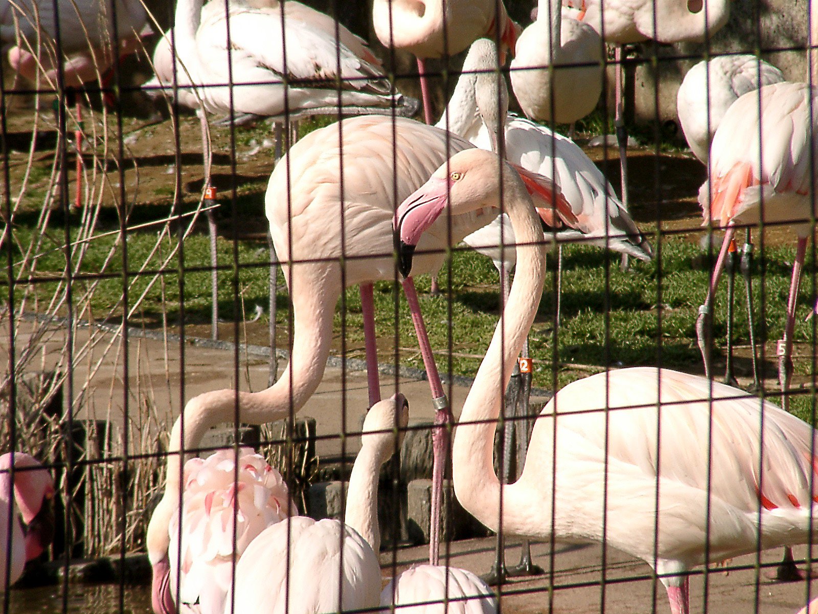 ◆冬の動物園から-46