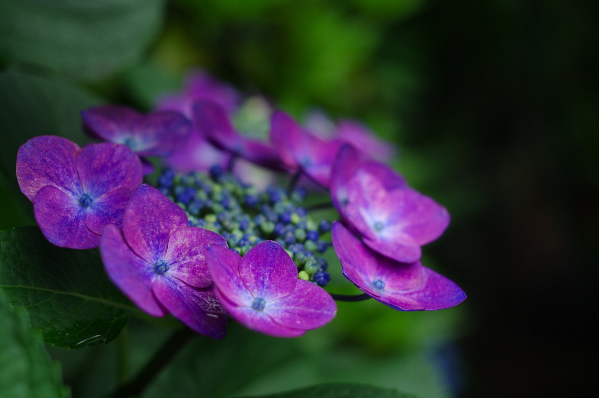 懲りずに紫陽花を
