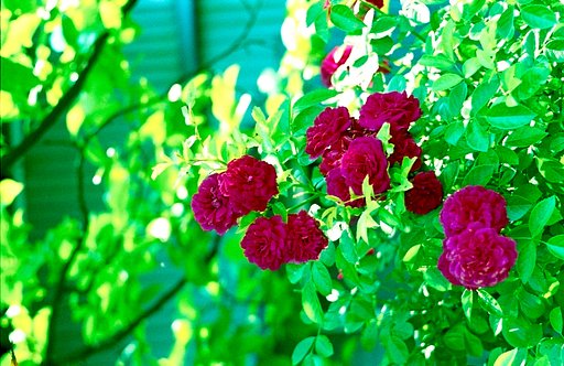 心地よい陽光と赤い薔薇