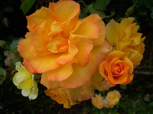 薔薇のブーケ？