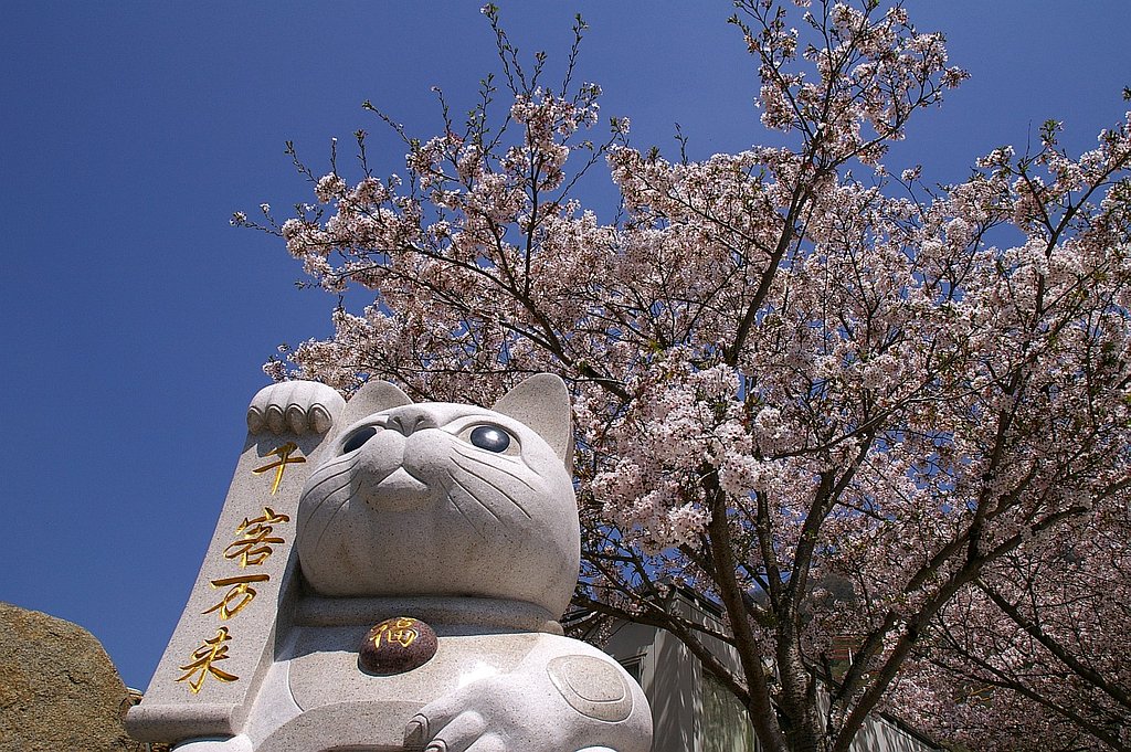 さくら招き猫