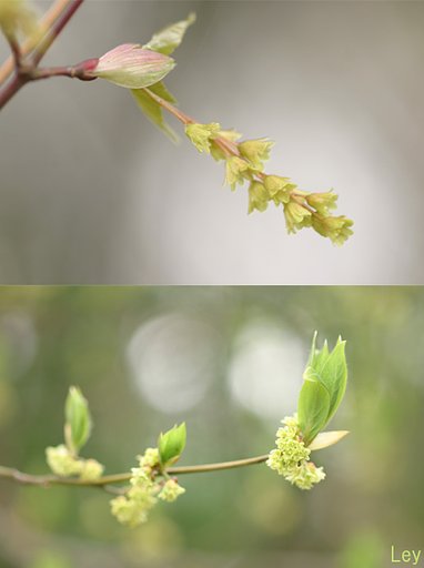 雑木林には