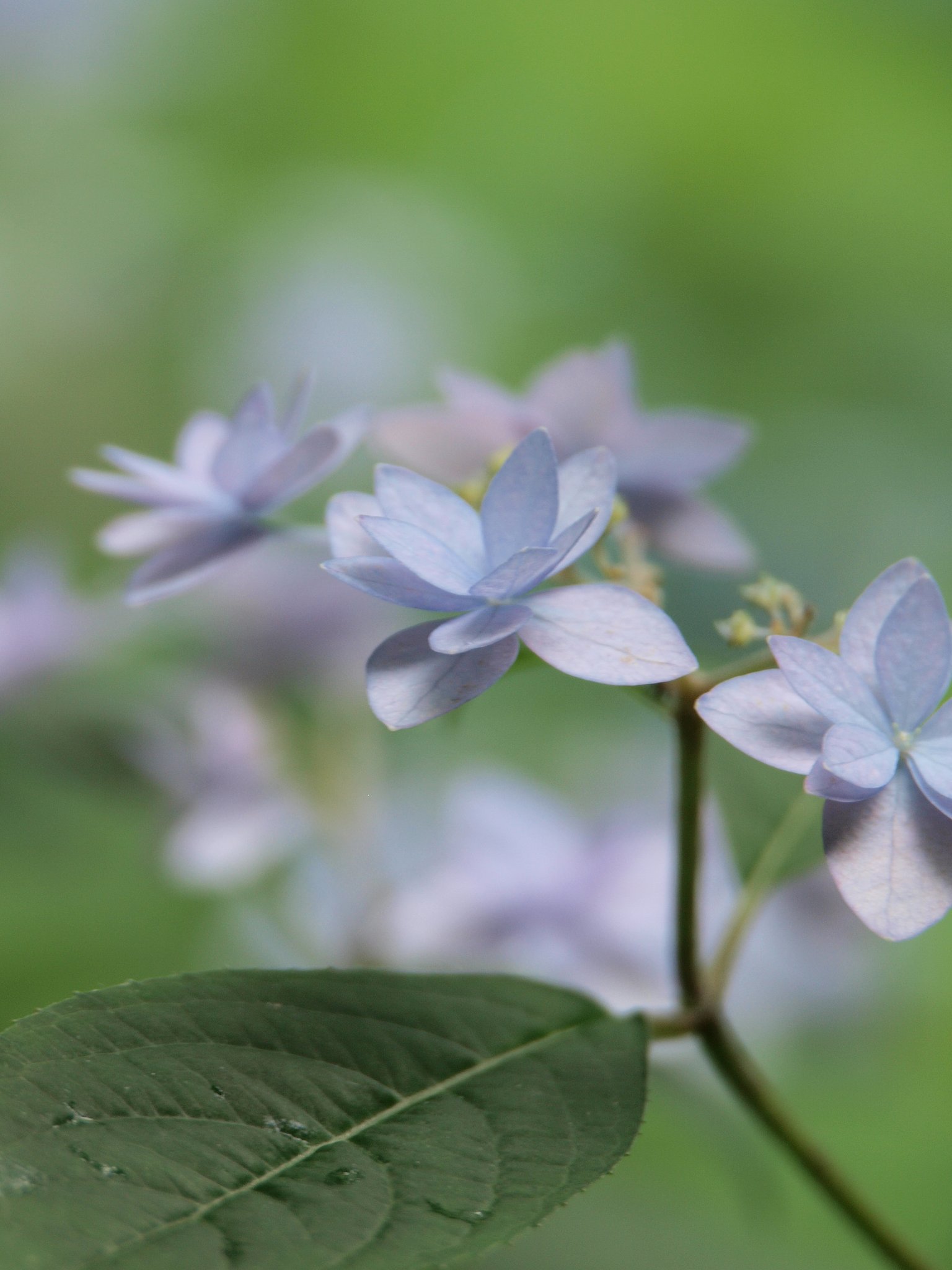 紫陽花♪