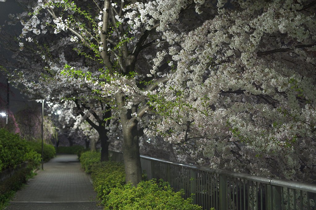 静寂の桜