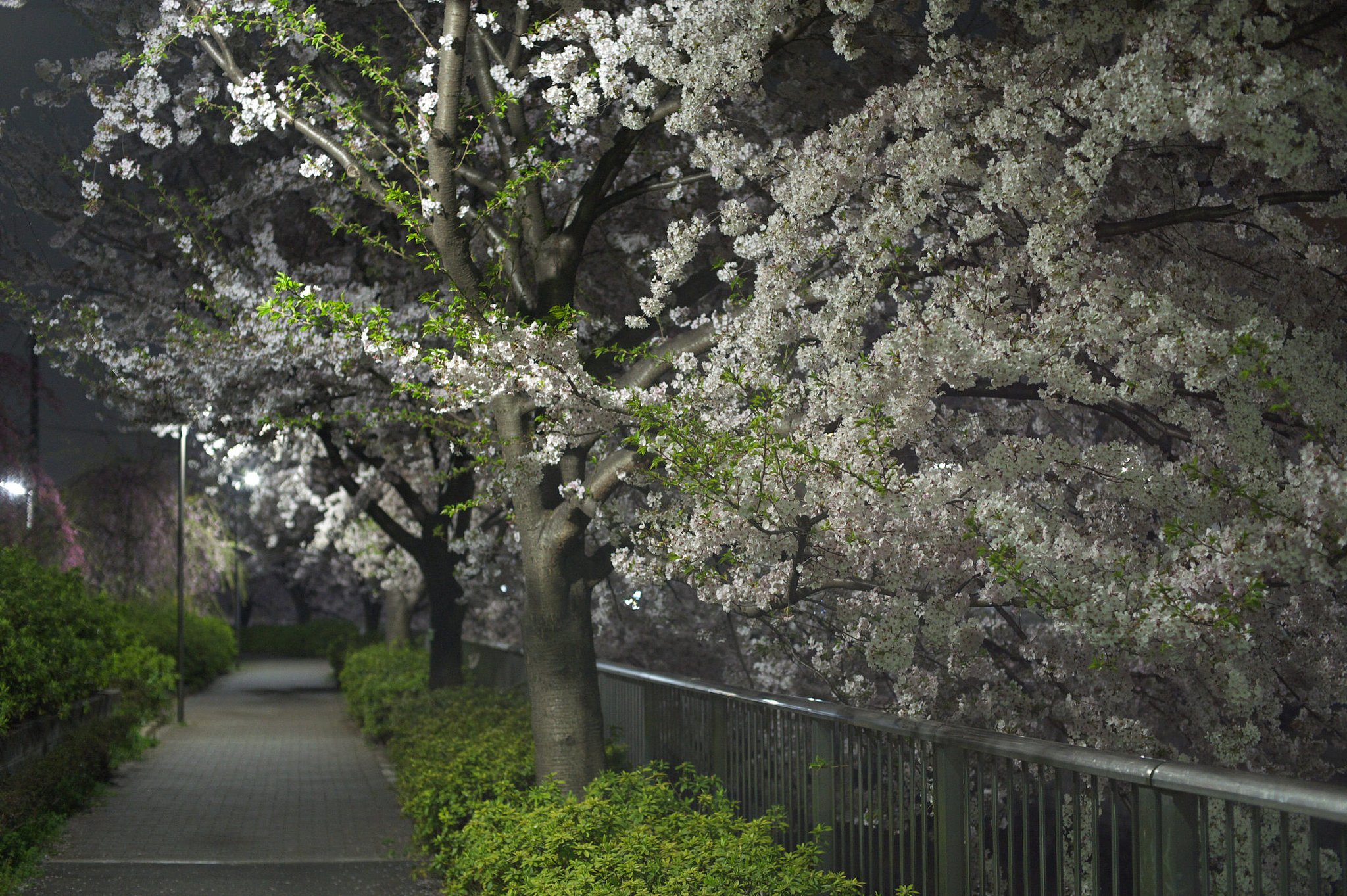 静寂の桜