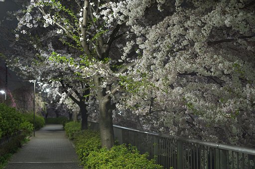 静寂の桜