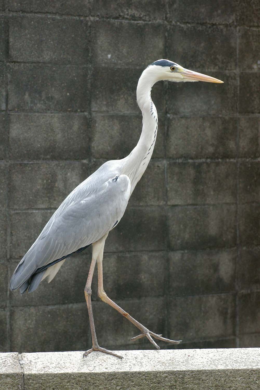 青サギ