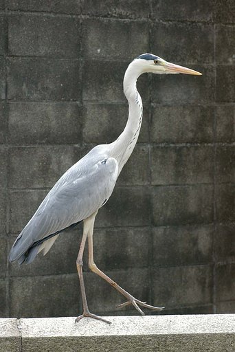 青サギ