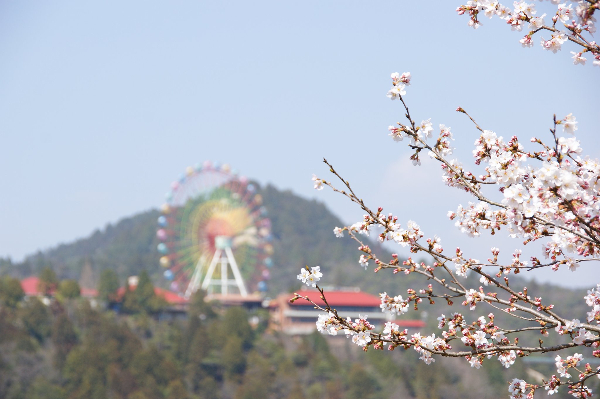 観覧車より桜！！