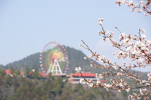 観覧車より桜！！