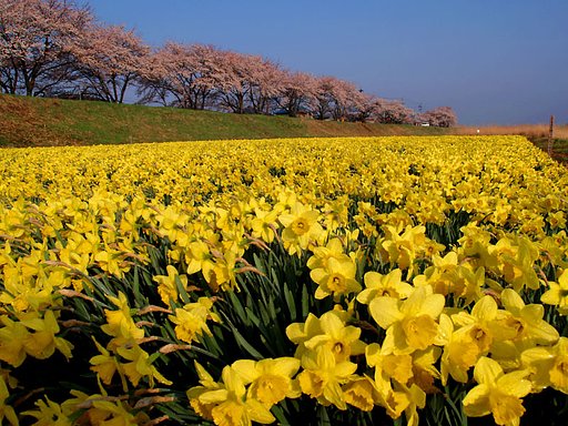 スイセンと桜