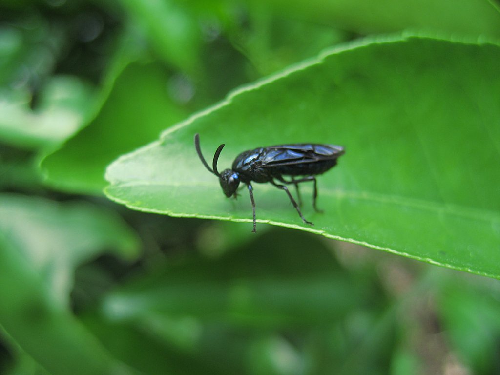 小さな蜂「ルリチュウレンジ」