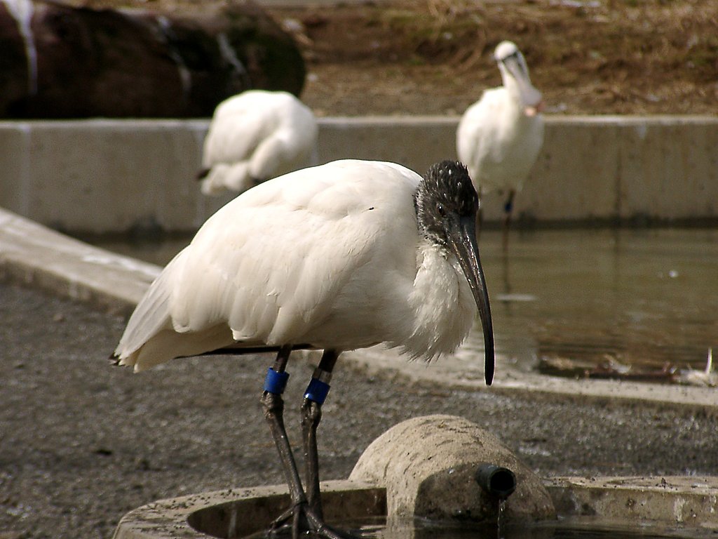 ◆冬の動物園から-14